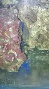 [TodoMarino.com] Un nuevo Boquerón por aquí