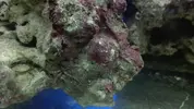 [TodoMarino.com] Un nuevo Boquerón por aquí