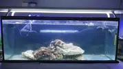 [TodoMarino.com] Un nuevo Boquerón por aquí