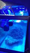 [TodoMarino.com] Un nuevo Boquerón por aquí