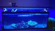 [TodoMarino.com] Un nuevo Boquerón por aquí