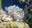 [TodoMarino.com] sarcophyton no crece