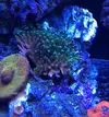 [TodoMarino.com] Esqueje de Pocillopora, plato lila y acro azul - Sant cugat o Barcelona