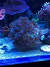 [TodoMarino.com] Esqueje de Pocillopora, plato lila y acro azul - Sant cugat o Barcelona