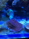 [TodoMarino.com] Esqueje de Pocillopora, plato lila y acro azul - Sant cugat o Barcelona