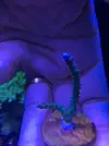 [TodoMarino.com] Esqueje de Pocillopora, plato lila y acro azul - Sant cugat o Barcelona