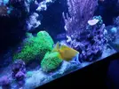 [TodoMarino.com] Vendo Hepatus y Vulpinus - Barcelona
