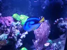 [TodoMarino.com] Vendo Hepatus y Vulpinus - Barcelona