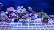 [TodoMarino.com] pack corales - malaga