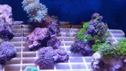 [TodoMarino.com] pack corales - malaga