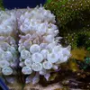 [TodoMarino.com] Anemonas y esquejes variados BCN - Santa eulalia de ronçana (BCN)