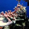 [TodoMarino.com] Anemonas y esquejes variados BCN - Santa eulalia de ronçana (BCN)