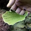 [TodoMarino.com] Anemonas y esquejes variados BCN - Santa eulalia de ronçana (BCN)