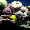 [TodoMarino.com] Anemonas y esquejes variados BCN - Santa eulalia de ronçana (BCN)