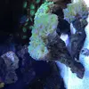 [TodoMarino.com] coral