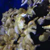 [TodoMarino.com] coral