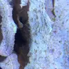 [TodoMarino.com] coral