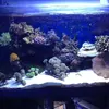 [TodoMarino.com] coral