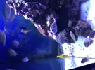 [TodoMarino.com] Vendo acuario 450 litros completo - San sebastian