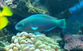[TodoMarino.com] vendo pez loro - Valencia