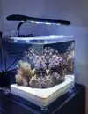 [TodoMarino.com] vendo nano 15 litros montado con roca y algun coralillo - chiclana de la frontera (cadiz)