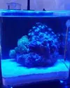[TodoMarino.com] vendo nano 15 litros montado con roca y algun coralillo - chiclana de la frontera (cadiz)