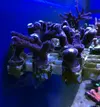 [TodoMarino.com] Caliendrum rot, acropora secale, pocillopora, milka... - Madrid