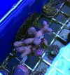 [TodoMarino.com] Caliendrum rot, acropora secale, pocillopora, milka... - Madrid