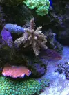 [TodoMarino.com] Caliendrum rot, acropora secale, pocillopora, milka... - Madrid