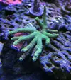 [TodoMarino.com] Caliendrum rot, acropora secale, pocillopora, milka... - Madrid