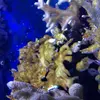 [TodoMarino.com] coral