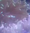 [TodoMarino.com] preocupado por euphyllia