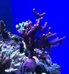 [TodoMarino.com] Caliendrum rot, acropora secale, pocillopora, milka... - Madrid