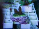 [TodoMarino.com] Super precios en corales www.fatyzoo.es
