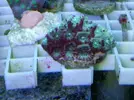 [TodoMarino.com] Super precios en corales www.fatyzoo.es