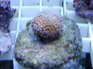 [TodoMarino.com] Super precios en corales www.fatyzoo.es