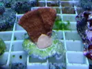 [TodoMarino.com] Super precios en corales www.fatyzoo.es