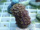[TodoMarino.com] Super precios en corales www.fatyzoo.es