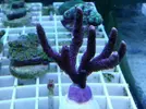 [TodoMarino.com] Super precios en corales www.fatyzoo.es