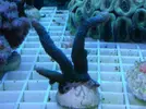 [TodoMarino.com] Super precios en corales www.fatyzoo.es