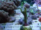 [TodoMarino.com] Super precios en corales www.fatyzoo.es