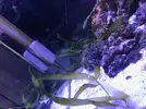 [TodoMarino.com] Caulerpa Prolifera - Madrid