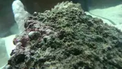 [TodoMarino.com] Caracol trochus