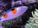 [TodoMarino.com] Vendo CORIS AYGULA - Madrid