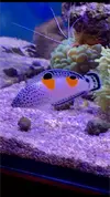 [TodoMarino.com] Vendo CORIS AYGULA - Madrid