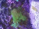 [TodoMarino.com] corales blandos y peces - leganes