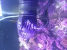 [TodoMarino.com] corales blandos y peces - leganes