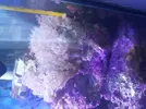 [TodoMarino.com] corales blandos y peces - leganes