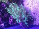 [TodoMarino.com] corales blandos y peces - leganes