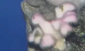 [TodoMarino.com] Stylophora pistillata